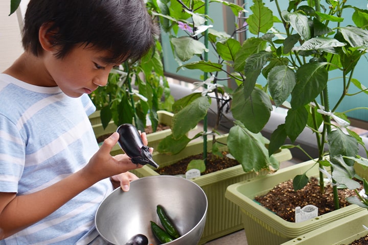 野菜を収穫する男の子